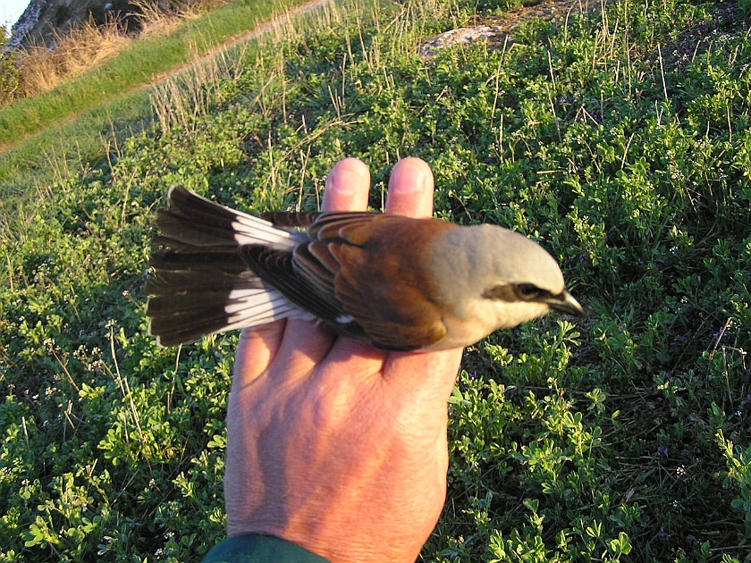 Red-backed Shrike, Sundre 20050513